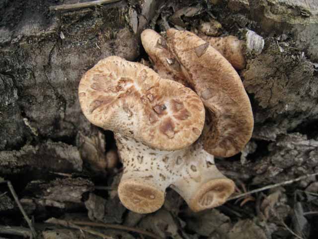 Tra vecchi Aphyllophorales e primordi primaverili